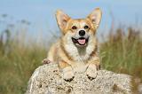 CORGI PEMBROKE 805